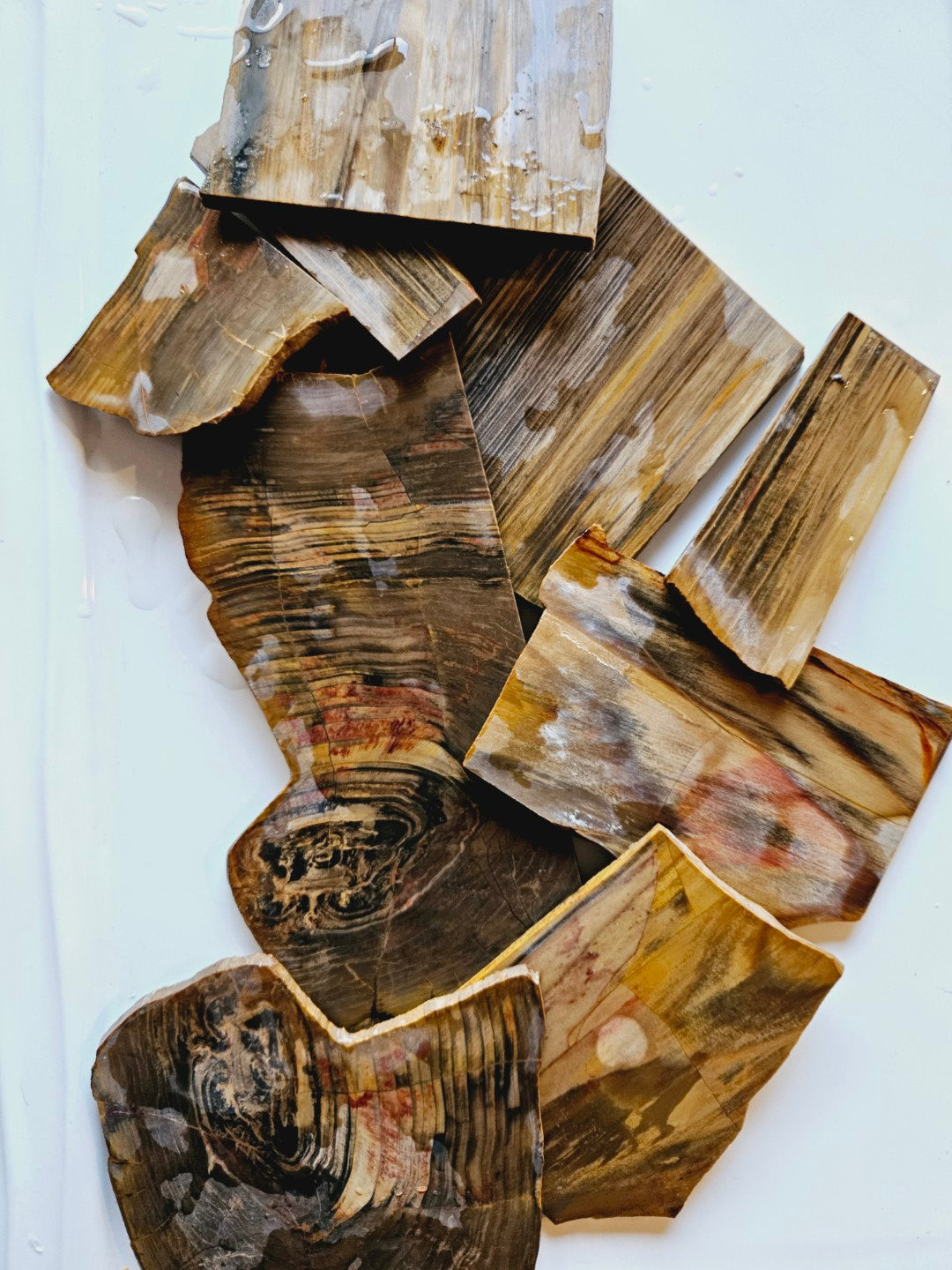 Petrified Wood Slices Natural Rough Gemstone Specimen (200gm)