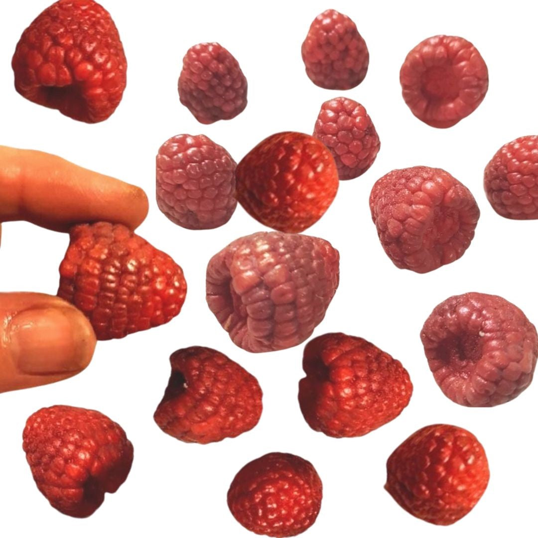 Raspberry Jar Guest Soap Bars Real Size Artisan Made Gift Boxed