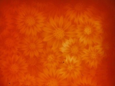 Daisy Bar silicone Mould