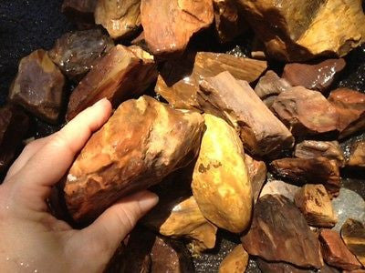 Petrified Wood Natural Rough Gemstone Specimen