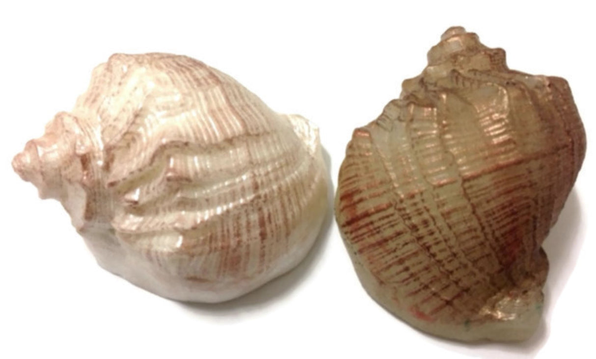 Shell - Single Silicone Mould