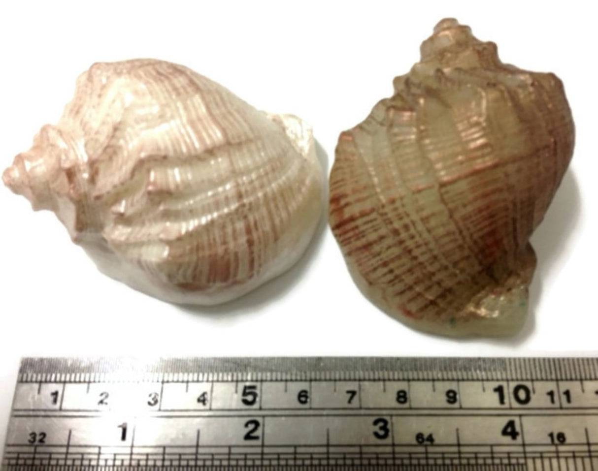 Shell - Single Silicone Mould