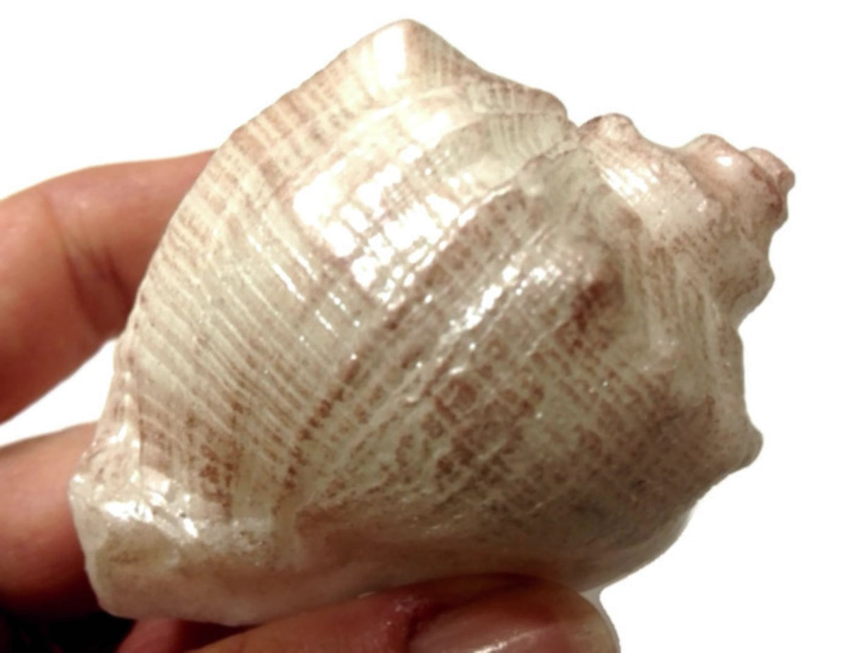 Shell - Single Silicone Mould