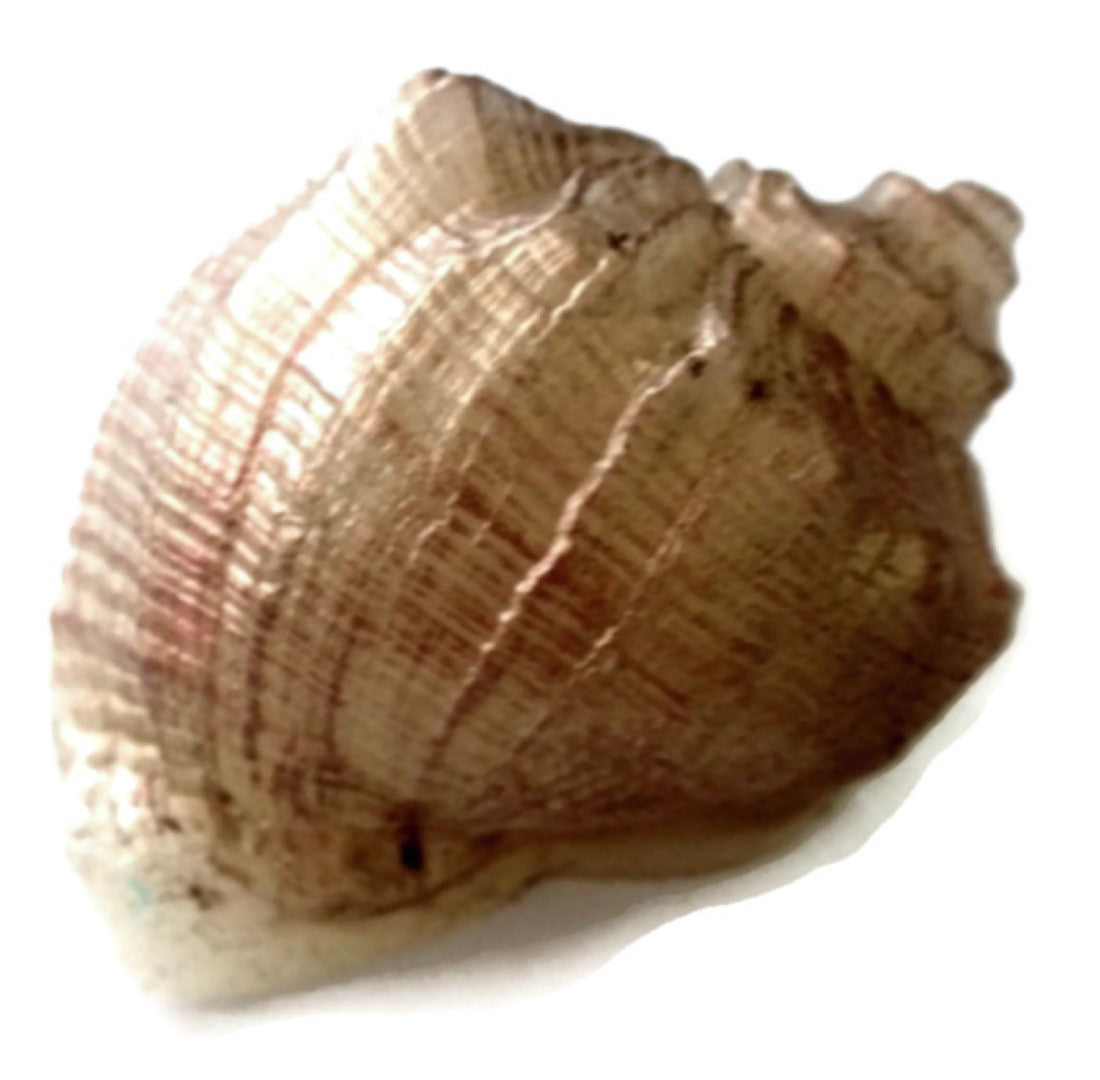 Shell - Single Silicone Mould