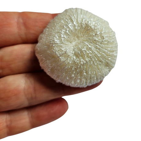 Reef Coral Silicone Mould