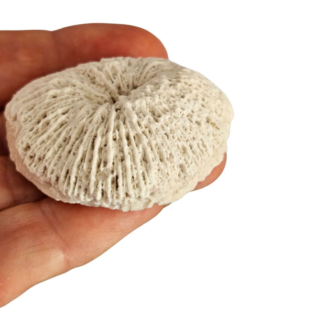 Reef Coral Silicone Mould