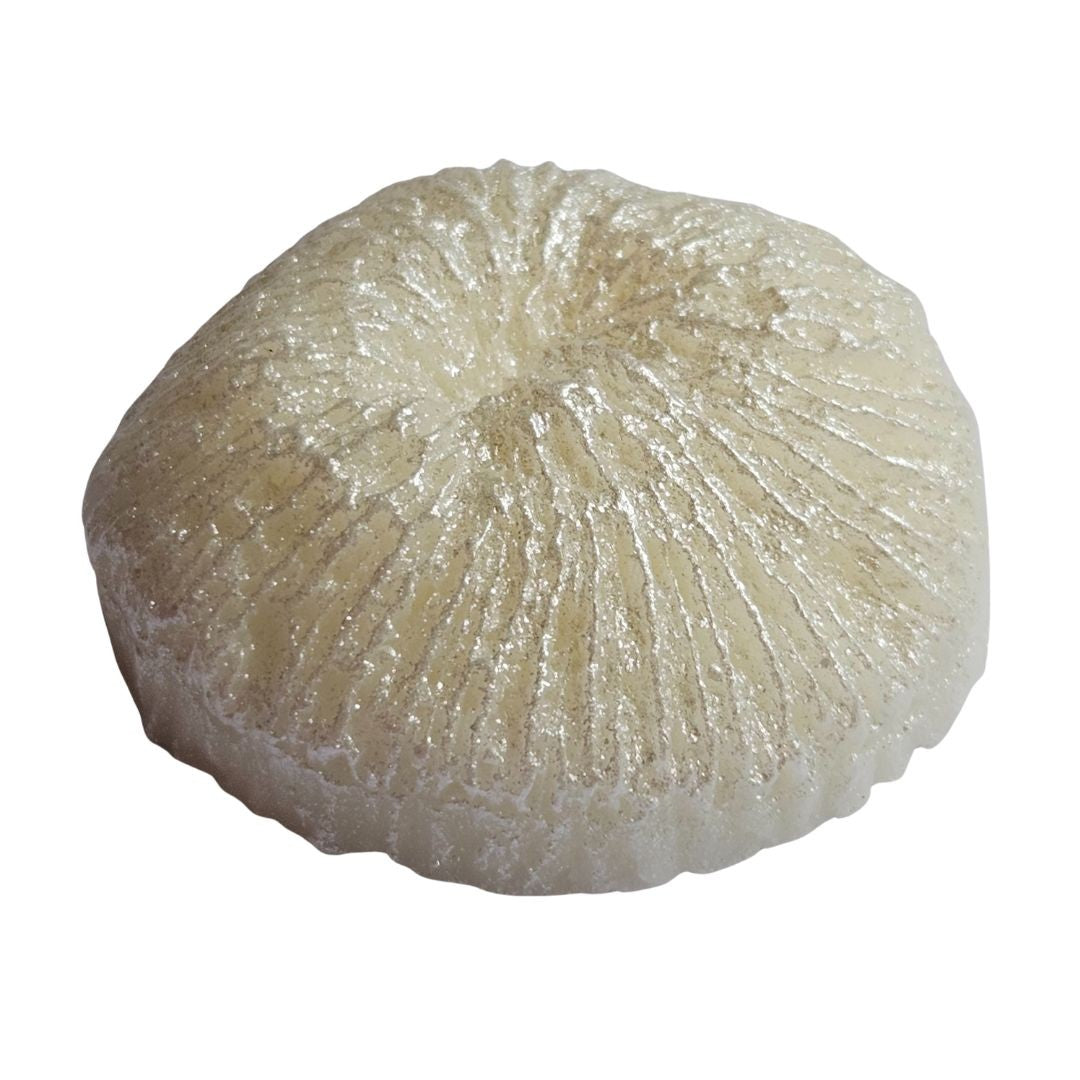 Reef Coral Silicone Mould