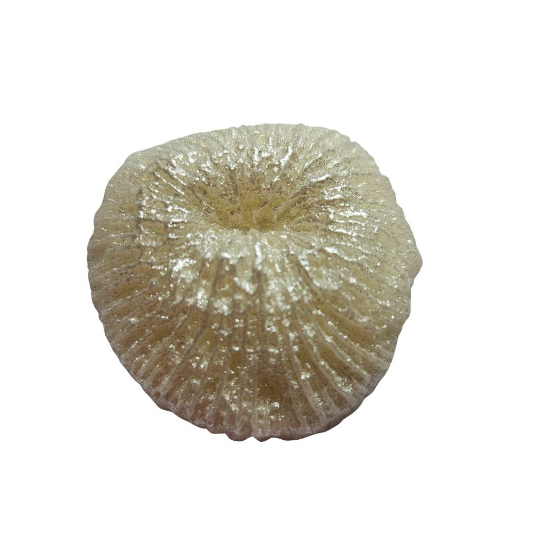 Reef Coral Silicone Mould