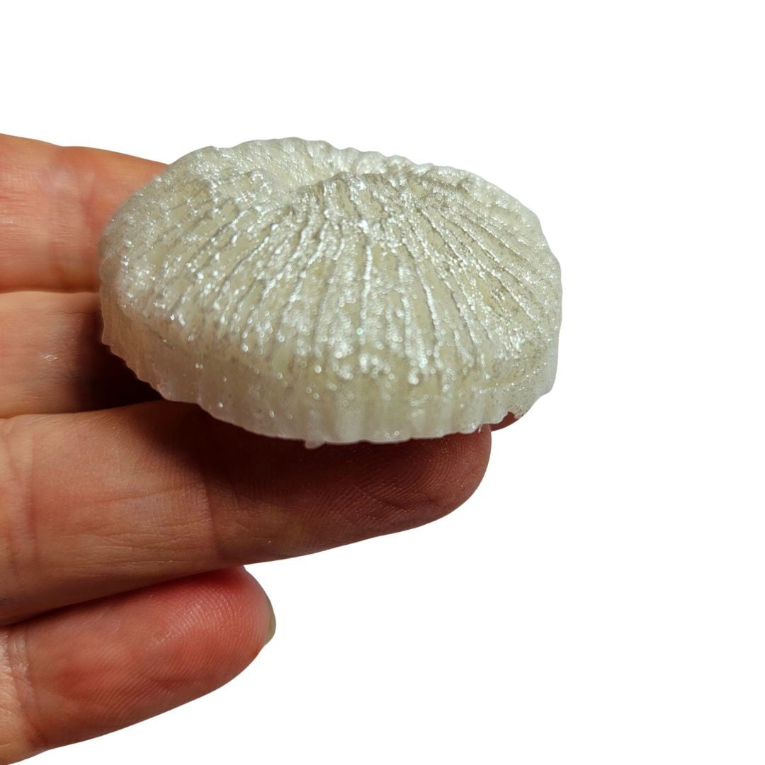 Reef Coral Silicone Mould
