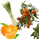 Tangerine & Lemongrass Fragrant Oil