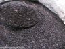 Cosmetic Grade GLITTER 20gm Jar