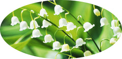 Lily Of The Valley Fragrant Oil