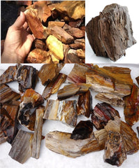 Petrified Wood Natural Rough Gemstone Specimen