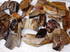 Petrified Wood Natural Rough Gemstone Specimen