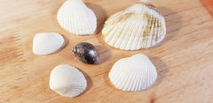 Seashells 6 cavity Silicone Mould (Real Shells size)