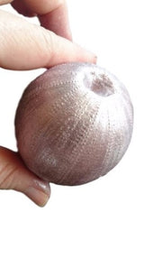 Sea Urchin (Large) Silicone Mould