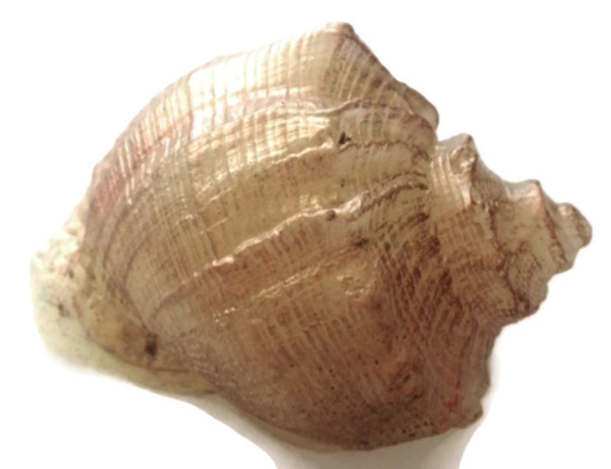 Shell - Single Silicone Mould