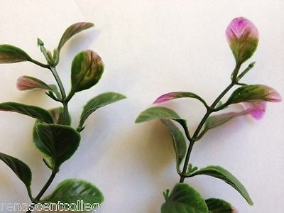 Seaweed Plastic -For soaps, Aquariums