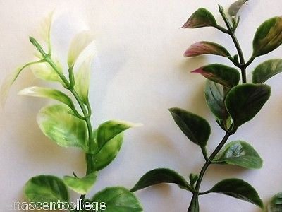 Seaweed Plastic -For soaps, Aquariums
